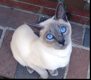 Siamese cats & kittens in uk. Image - Blue Point Siamese.jpg - Dogs and Cats Wiki