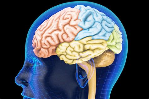 Cerebro Humano Capaz De Predecir Lo Que Verán Neurocientíficos El