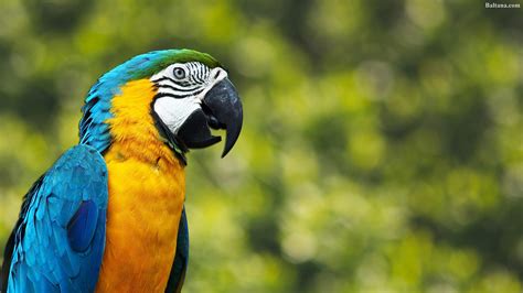 Parrot Wallpapers Wallpaper Cave