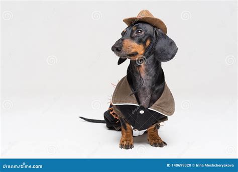 Cute Dachshund Dog With Cowboy Costume And Wearing Western Hat On Gray