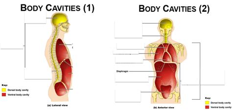 Lab 1 Human A P Body Cavities And Membrane Overview Diagram Quizlet
