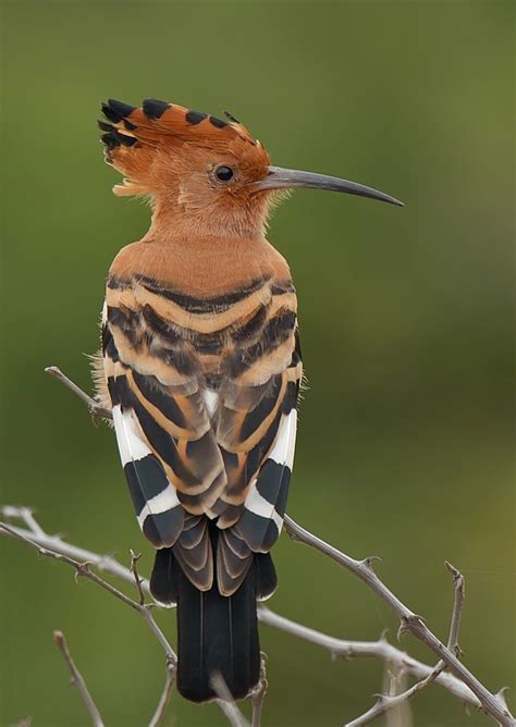 List of fossil birds — birds are generally believed to have evolved from certain feathered theropod dinosaurs, and there is no real dividing line between birds and dinosaurs, except of course that some. 1000+ images about Hoopoe Bird on Pinterest