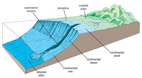Ocean Floor Labeled Diagram Anatomy And Structure Erofound