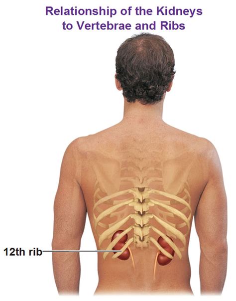 Image Off Under Ribs Front And Back Human Ribcage Flares And Bra Band