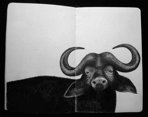 Water Buffalo Sketch Shoptimjeffsart Animal