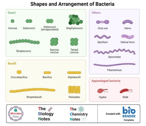 What Are Bacteria A Complete Study Note And Guide