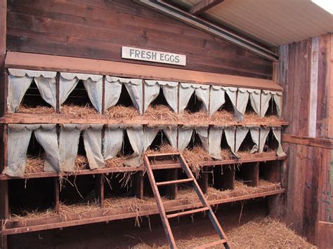 Build Your Own Chicken Nesting Boxes