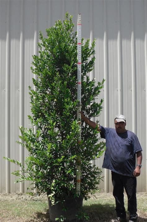 'bright 'n tight' is a tightly branched, compact and pyramidal form of carolina cherry laurel, smaller than the species. Cherry laurel, excellant for screen | Privacy landscaping ...