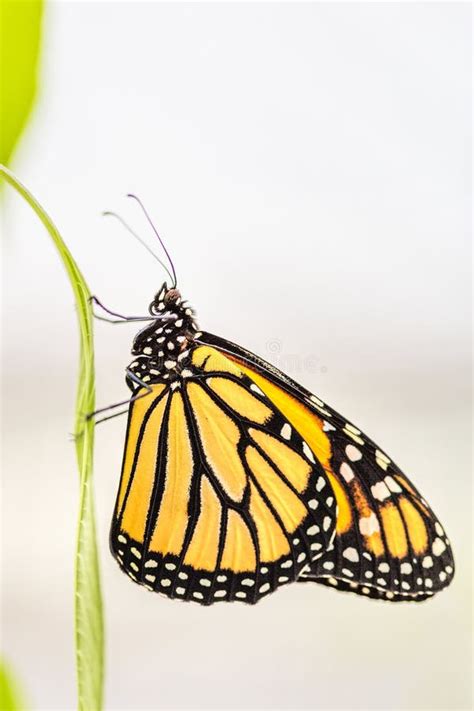 Monarch Butterfly Danaus Plexippus Stock Image Image Of Fall