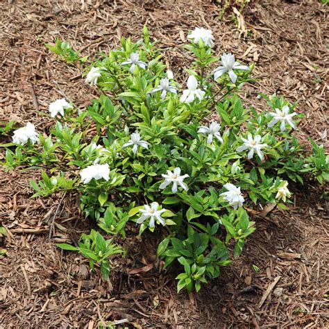 Dwarf Radicans Gardenias For Sale