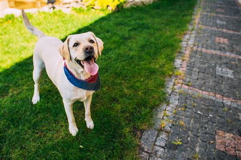 Benadryl is one of the human medications commonly recommended by veterinarians. Dog Allergy Medicine Apoquel Side Effects