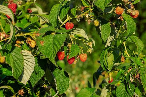 How To Plant Raspberry Bushes Farm And Dairy