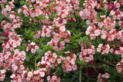 Pink Flowering Shrubs 28 Images Summer Flowering Plants Minerva S