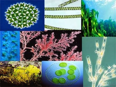 Plant Science 4 U Main Characteristics Of Algae