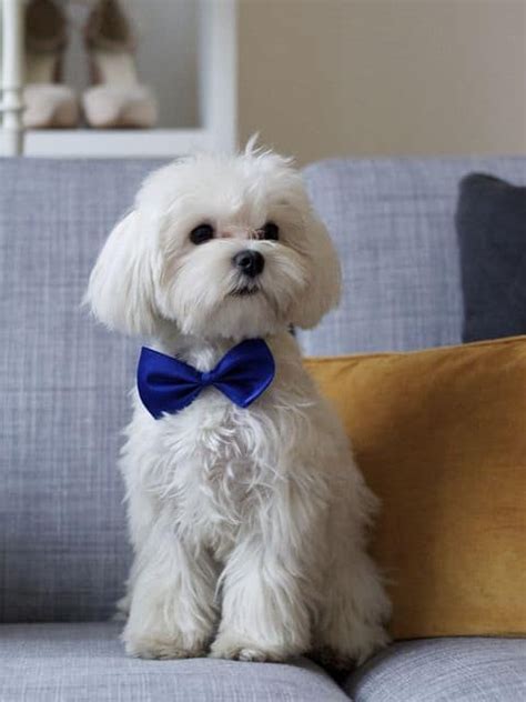 Maybe you would like to learn more about one of these? 15 Maltese Haircuts & Hairstyles: White, Fluffy, and ...