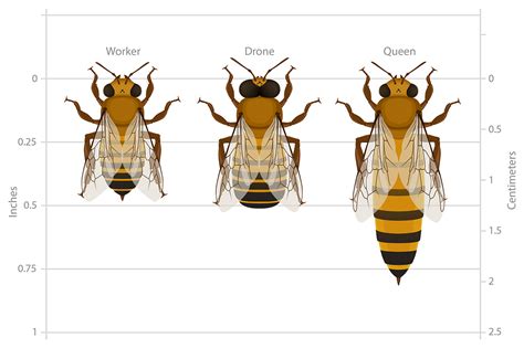 Carpenter Bee Anatomy