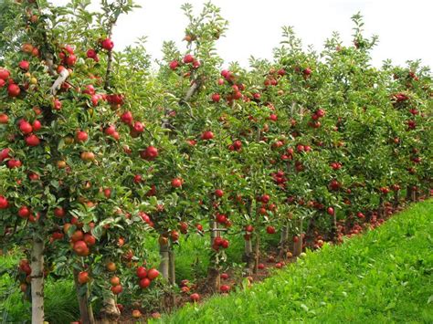 11 Dwarf Fruit Trees You Can Grow In Small Yards Dwarf
