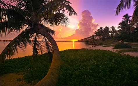 Landscape Nature Beach Sunset Palm Trees Sea Sky Clouds Florida