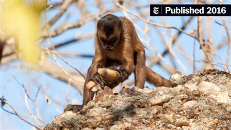 Monkeys Can Make Stone Tools But They Dont Use Them The New York Times
