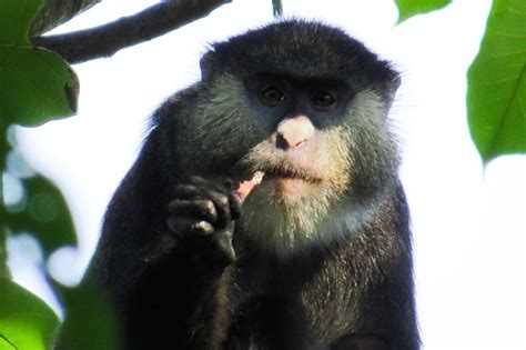 African Monkeys Documented Eating Bats