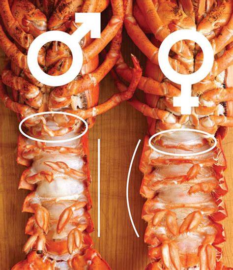 How To Tell If A Lobster Is Male Or Female