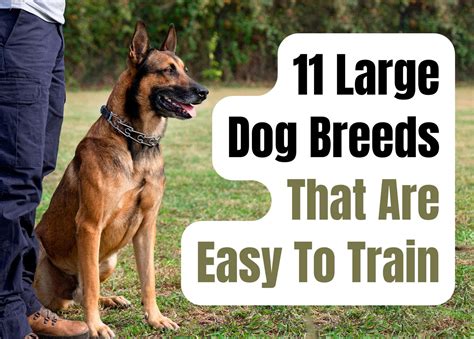 Easy To Train Large Dog Breeds