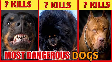 3 Most Dangerous Dog Breeds In Hindi Dangerous Dog Breeds In The