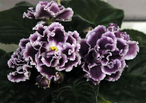 African Violet Plant Rs Gertsoginia Russian Ukrainian Variety
