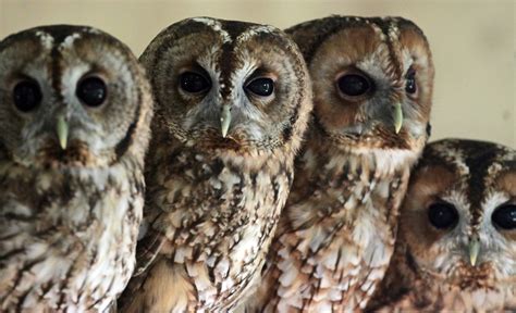 Night Owls Are More Intelligent You Know 37 Things Only People Who