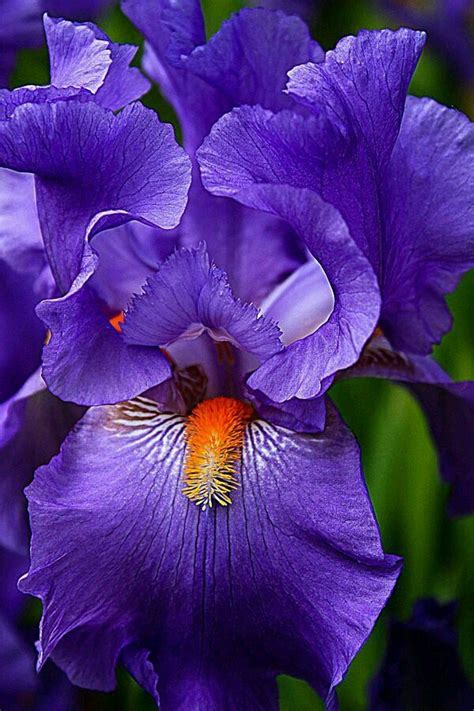 Akhan2001 “purple Iris ” Amazing Flowers Iris Flowers Beautiful Flowers