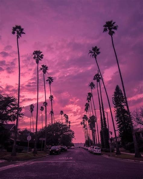 Los Angeles California Celestial Sunset Tree Body Outdoor