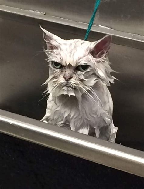 Wet Unhappy Cat Blank Template Imgflip