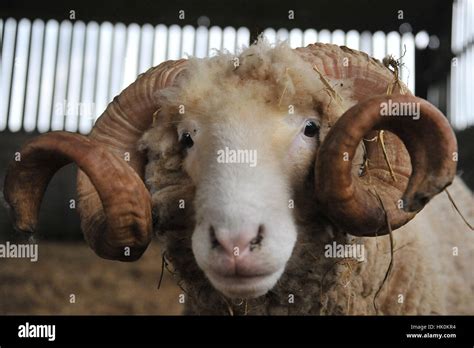 Dorset Horn Sheep Stock Photo Alamy