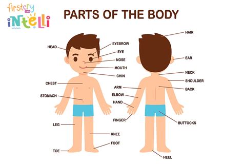 Parts Of The Body Pictures For Preschool