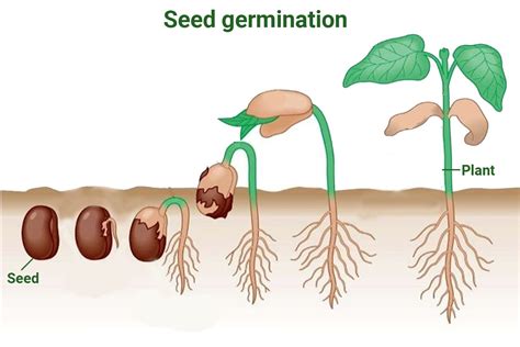 [最も選択された] Seed Reproduction 227745 Seed Production Diagram Pixtabestpict1cak