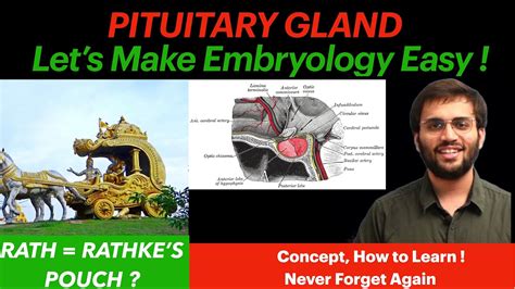 Development Of Pituitary Gland Embryology Video Pituitary Gland
