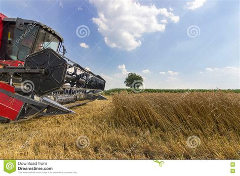 Combine Harvester Harvesting Wheat. Grain Harvesting Combine. Combine Harvesting Wheat. Stock 