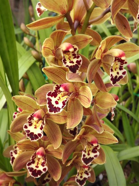 To flower well, the plants need a distinct temperature cymbidium prefers cooler growing conditions than some other tender indoor orchids. My Orchids Journal: My late flowering cymbidiums