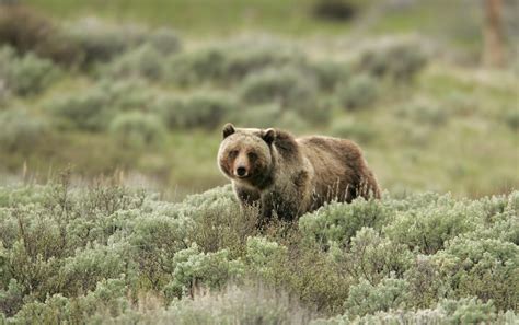 Biologists To Begin Grizzly Bear Captures For Research In Yellowstone