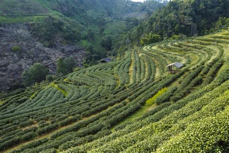 Tea Plantation Landscape Stock Photo Image Of Green 88579442