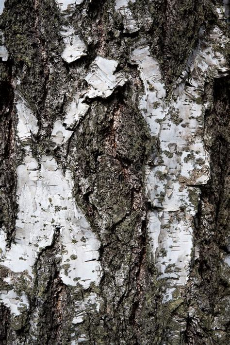 Tree Bark Of Silver Birch Stock Photo Image Of Material 230775850