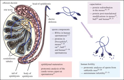 Structure Of Spermatozoa