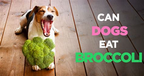 Can Dogs Eat Broccoli Raw Or Cooked And How Much Is Too