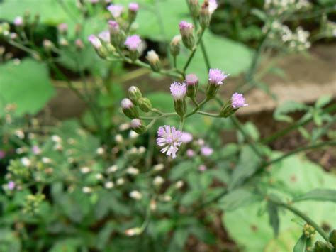 Maybe you would like to learn more about one of these? Puvamkuruntal (Tamil: பூவங்குருந்தல்) | Asteraceae (daisy ...