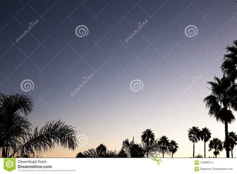 Silhouette Palm Sunset With Red And Dark Violet Sky And Palm Tree Stock