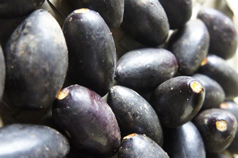 Wild pecan trees, carya illinoinensis, have flourished throughout the south for millennia, and thousands grow along the rivers of central texas; Awesome Bulusan!: Ripe Pili fruit is pure black