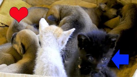 Kittens Meet Puppies For The First Time So Pity Two Kittens Stay With