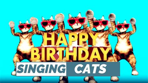 Singing Cats Happy Birthday Youtube