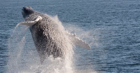 Whale Watching Season In Nj Has Started Come See Whats Out There