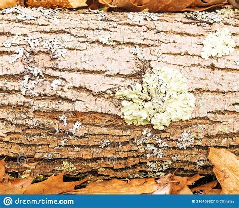 Lichen On Fallen Tree Trunk On Forest Floor Stock Image Image Of